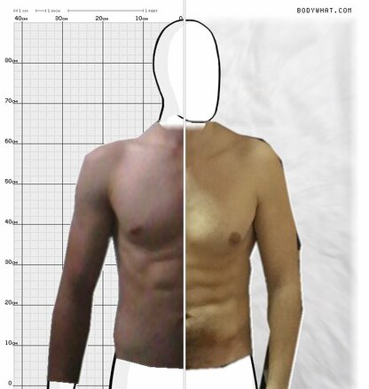 Torso Comparison