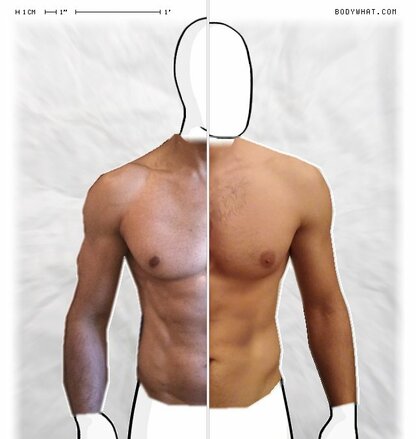 Torso Comparison