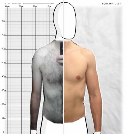 Torso Comparison