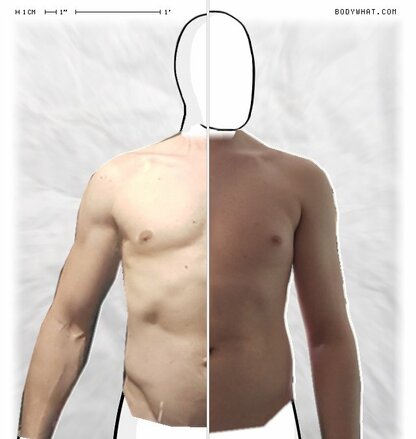 Torso Comparison