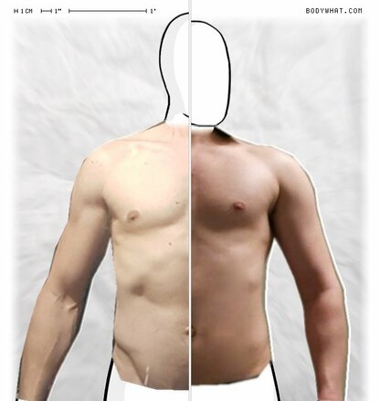 Torso Comparison