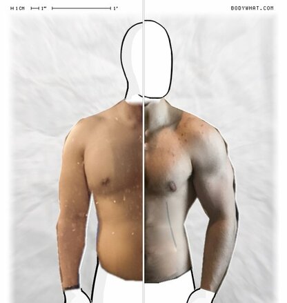 Torso Comparison