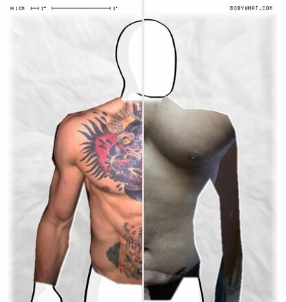 Torso Comparison