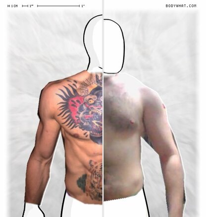 Torso Comparison