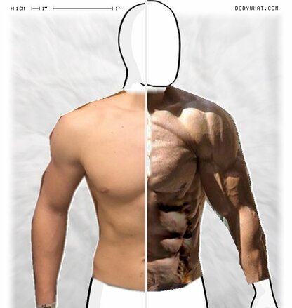 Torso Comparison