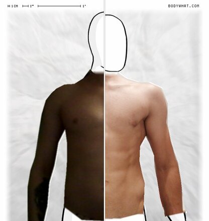 Torso Comparison