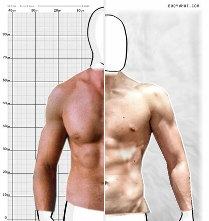 Torso Comparison