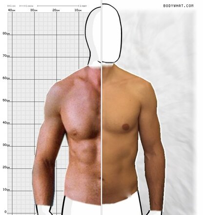 Torso Comparison