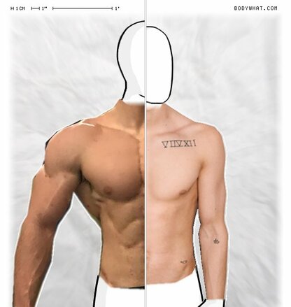 Torso Comparison