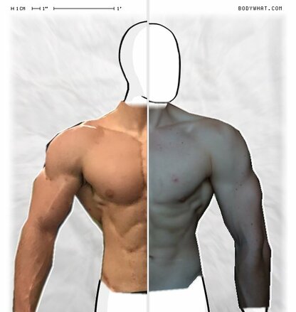 Torso Comparison