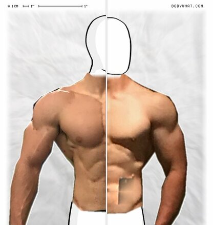 Torso Comparison