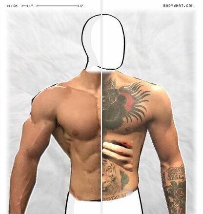 Torso Comparison