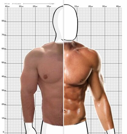 Torso Comparison