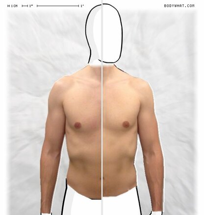 Torso Comparison