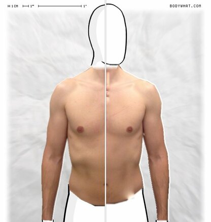 Torso Comparison