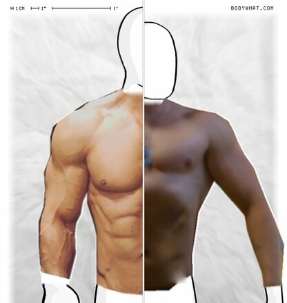 Torso Comparison