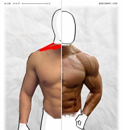 Torso Comparison