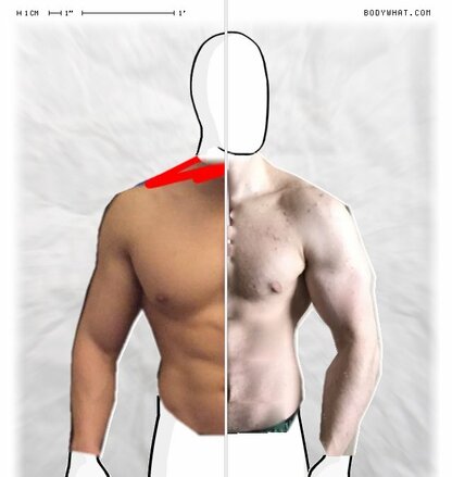 Torso Comparison