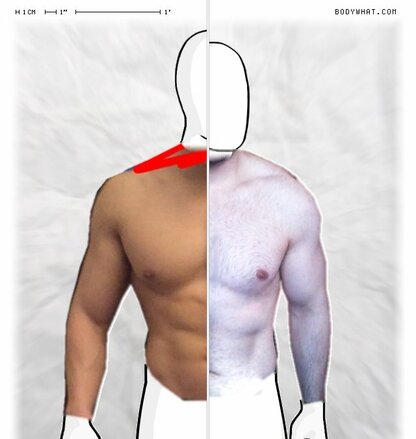 Torso Comparison