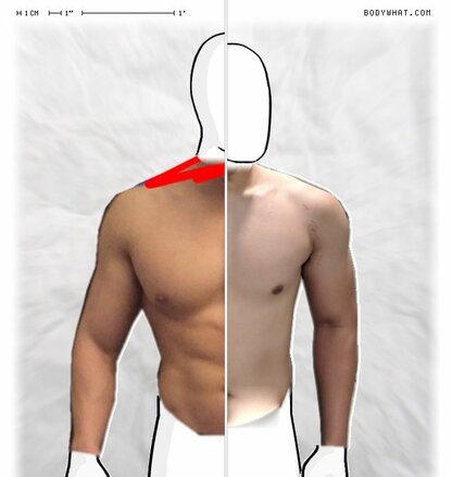 Torso Comparison