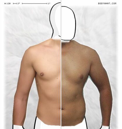 Torso Comparison