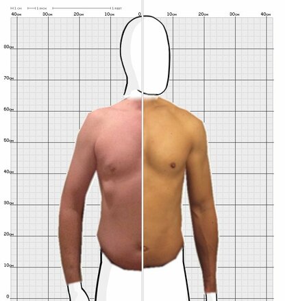 Torso Comparison