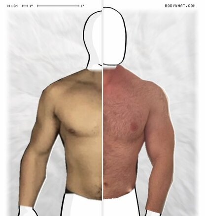 Torso Comparison