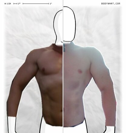 Torso Comparison