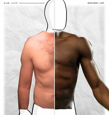 Torso Comparison