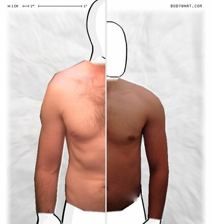 Torso Comparison