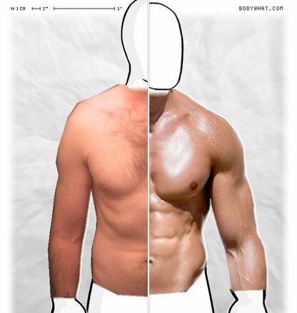 Torso Comparison