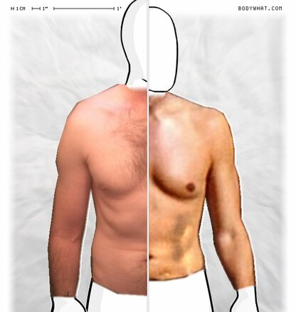 Torso Comparison