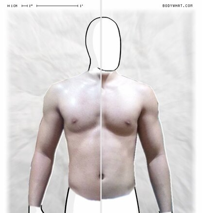 Torso Comparison