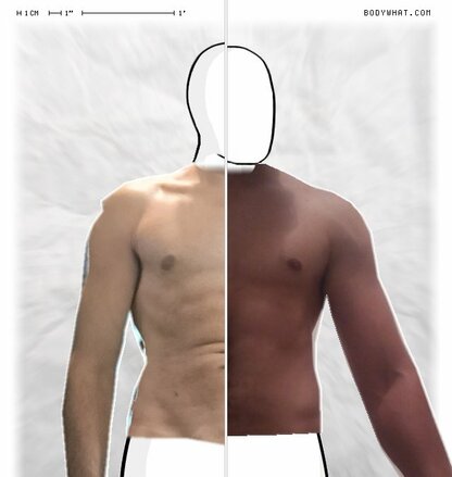 Torso Comparison