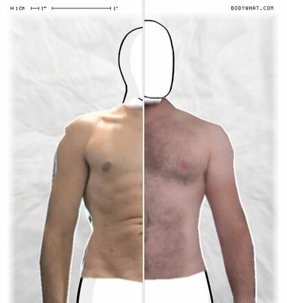 Torso Comparison