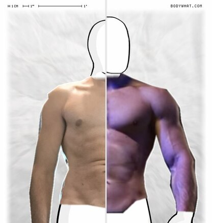 Torso Comparison