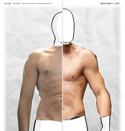 Torso Comparison