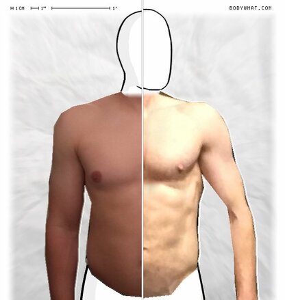 Torso Comparison