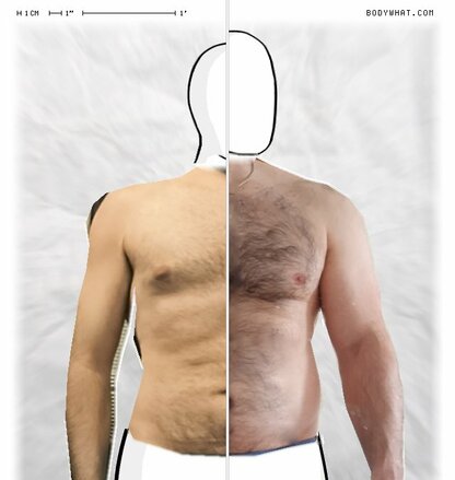 Torso Comparison