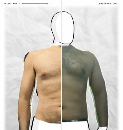 Torso Comparison