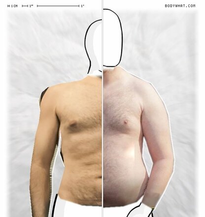 Torso Comparison