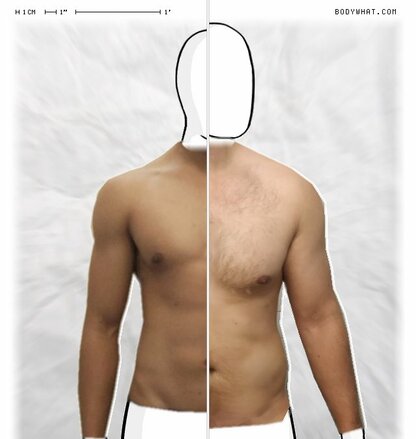 Torso Comparison