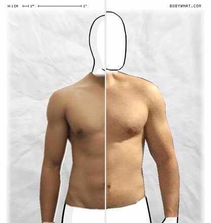 Torso Comparison