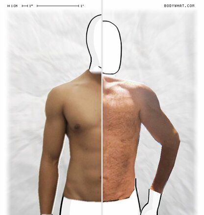 Torso Comparison