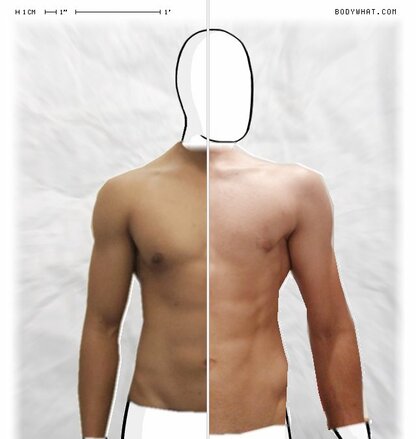 Torso Comparison