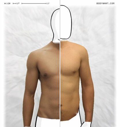 Torso Comparison