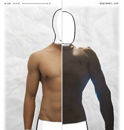 Torso Comparison