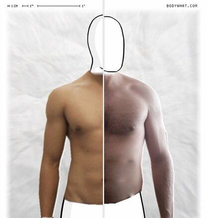 Torso Comparison