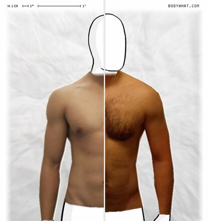 Torso Comparison