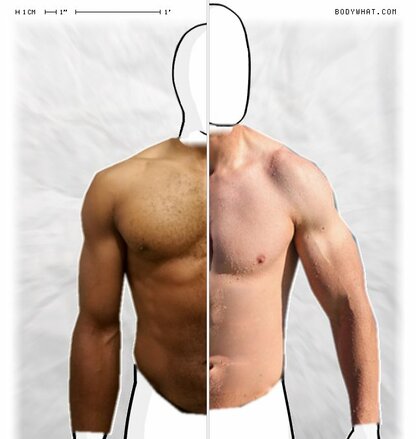 Torso Comparison